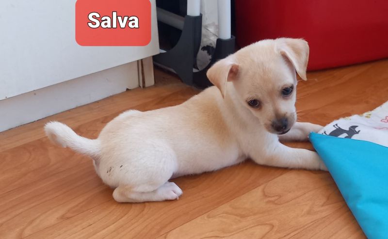 Salva